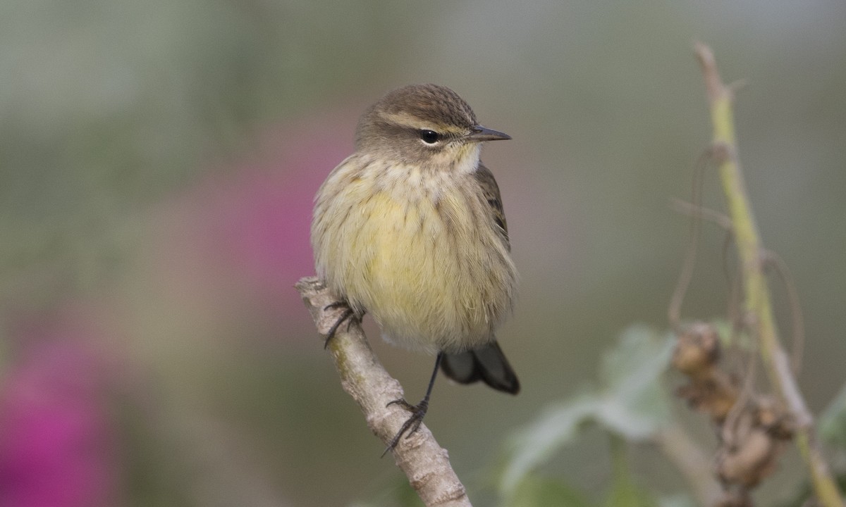 Palm Warbler (Western) - Brian Sullivan