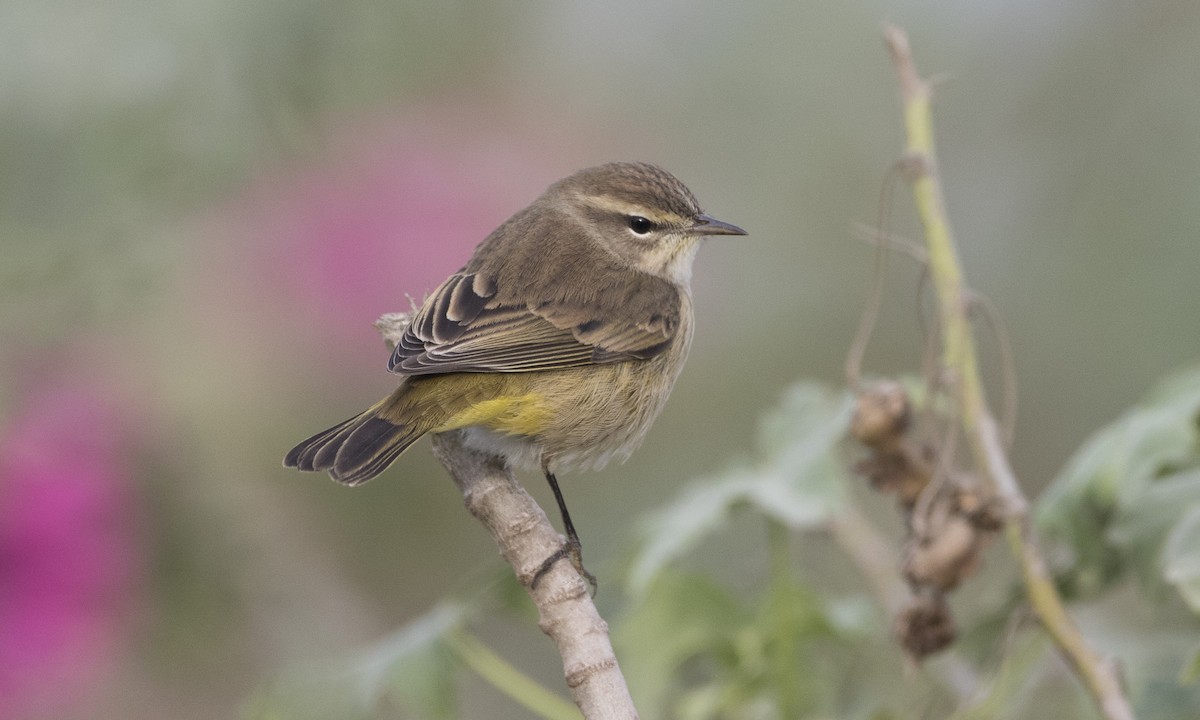 Palm Warbler (Western) - ML37376271