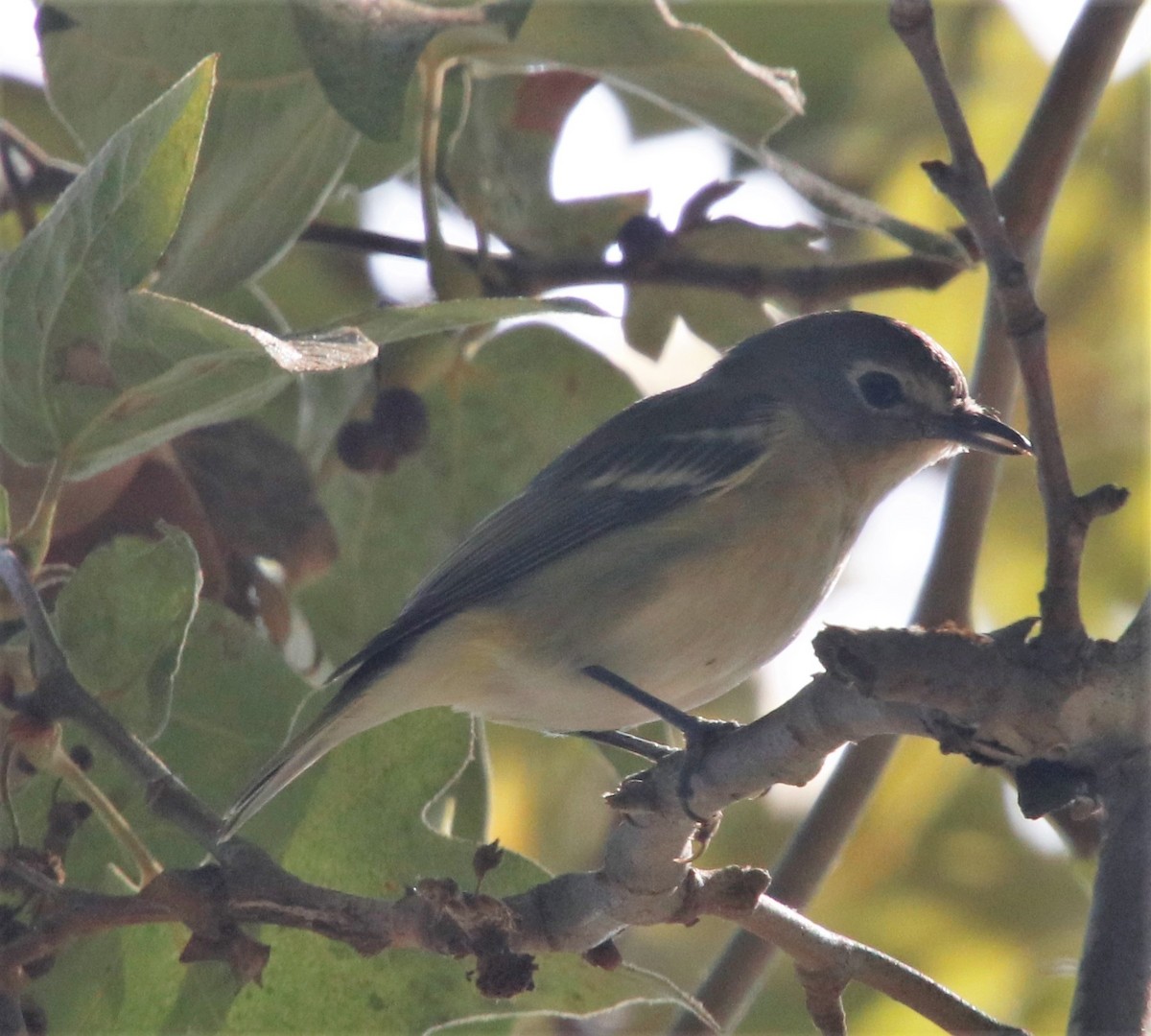 Cassin's/Plumbeous Vireo - Barry Spolter