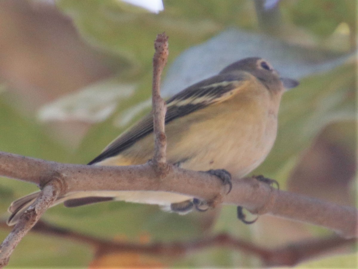 Cassin's/Plumbeous Vireo - ML373766661