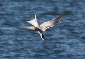 Common Tern - ML37376741