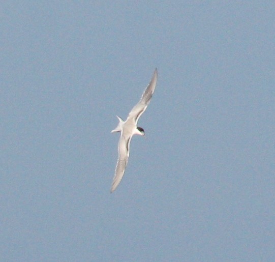 Common Tern - ML37376761