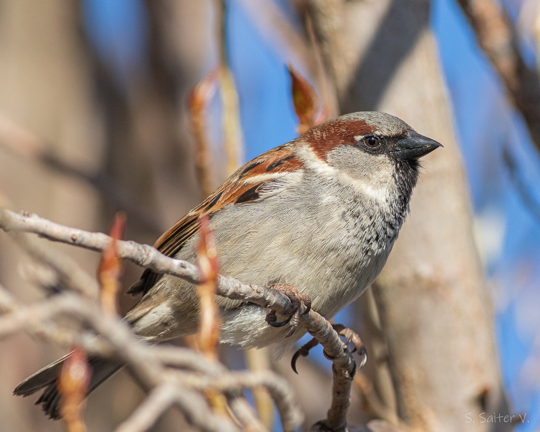 House Sparrow - ML373768101