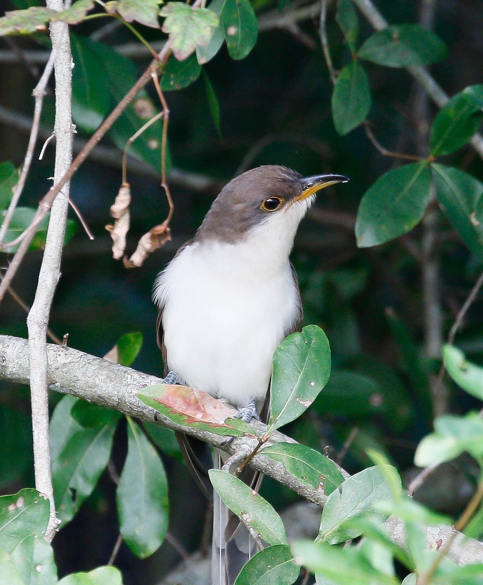 Yellow-billed Cuckoo - ML37376881