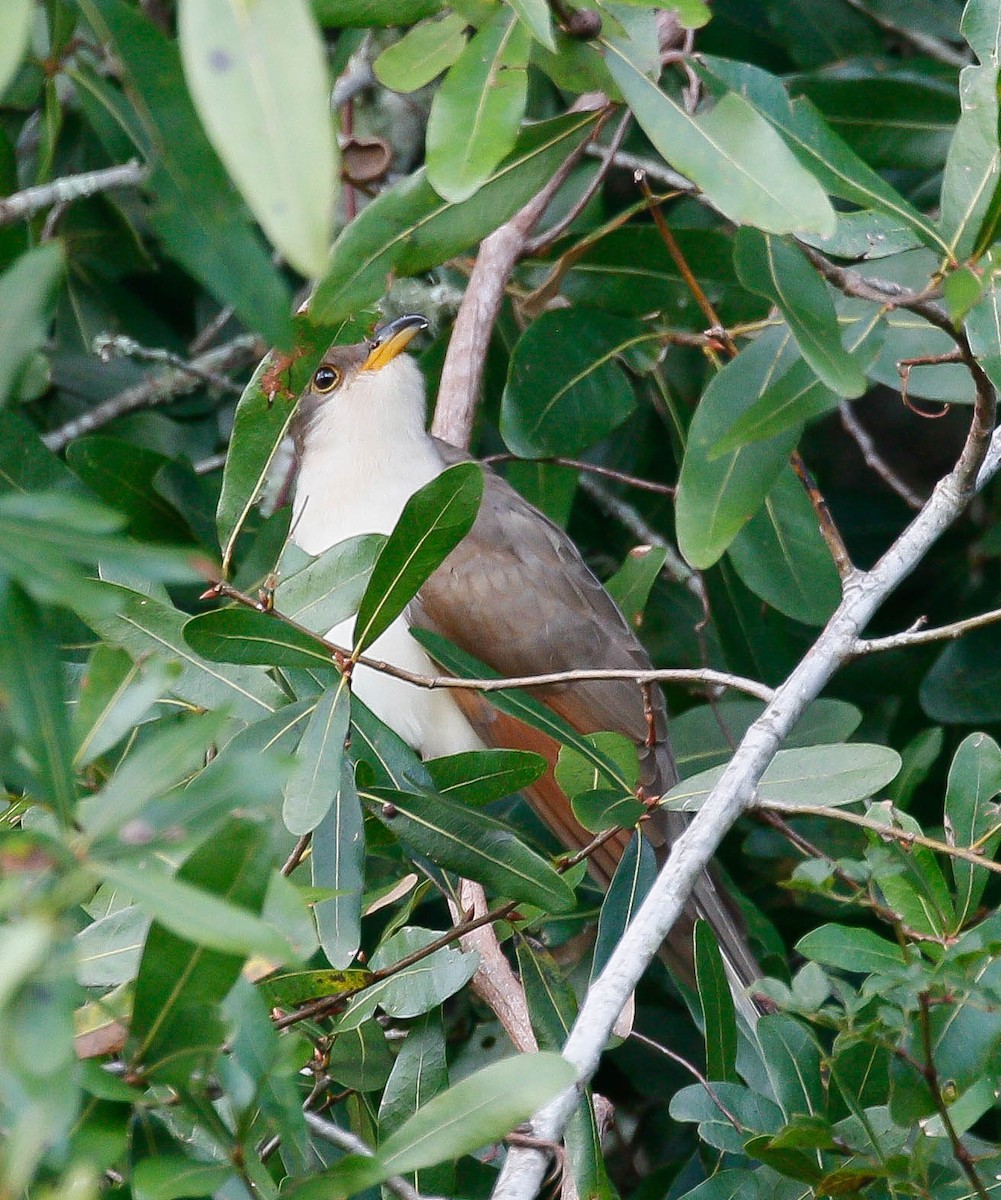 Yellow-billed Cuckoo - ML37376891