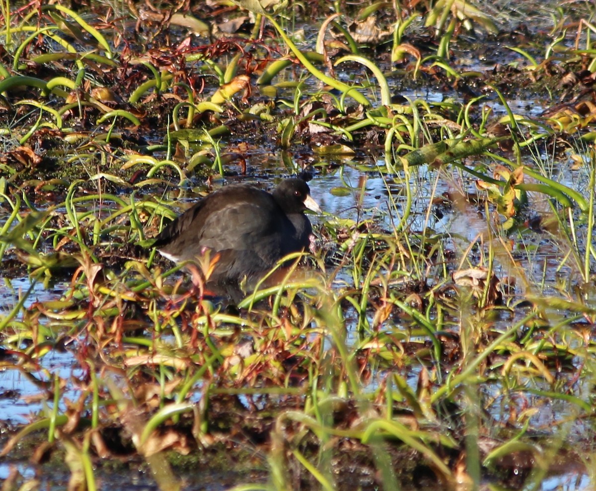 American Coot - Karen Miller