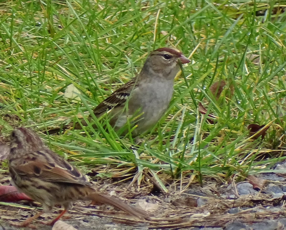 White-crowned Sparrow - ML373769811