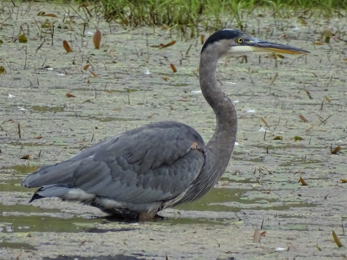 Garza Azulada - ML373770001