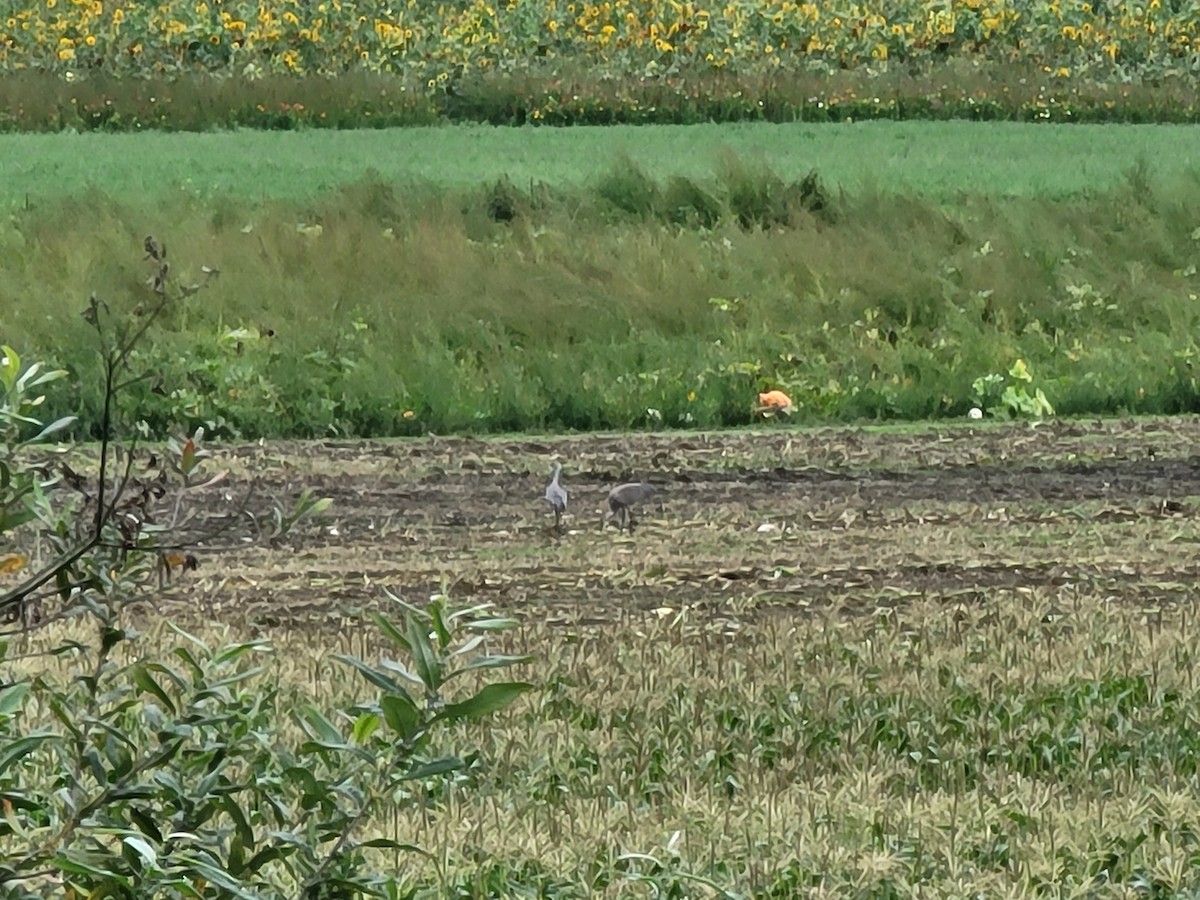 Sandhill Crane - ML373770221