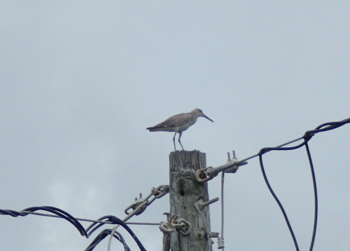 Willet - ML373770591