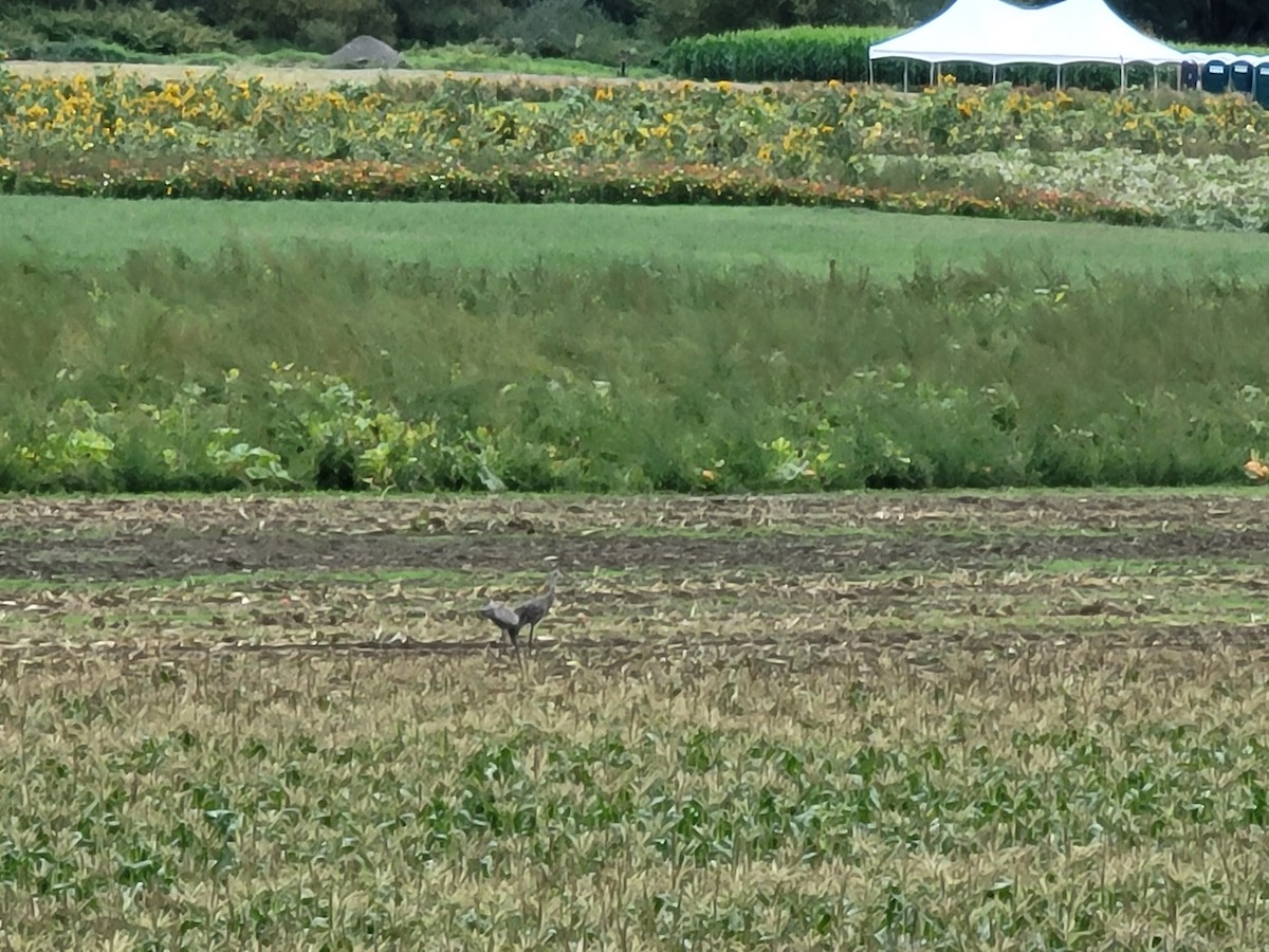 Sandhill Crane - ML373770801