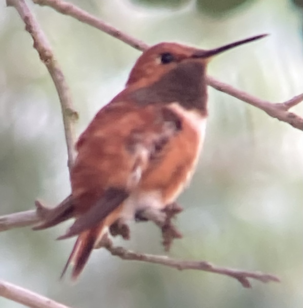 Rufous Hummingbird - ML373771521