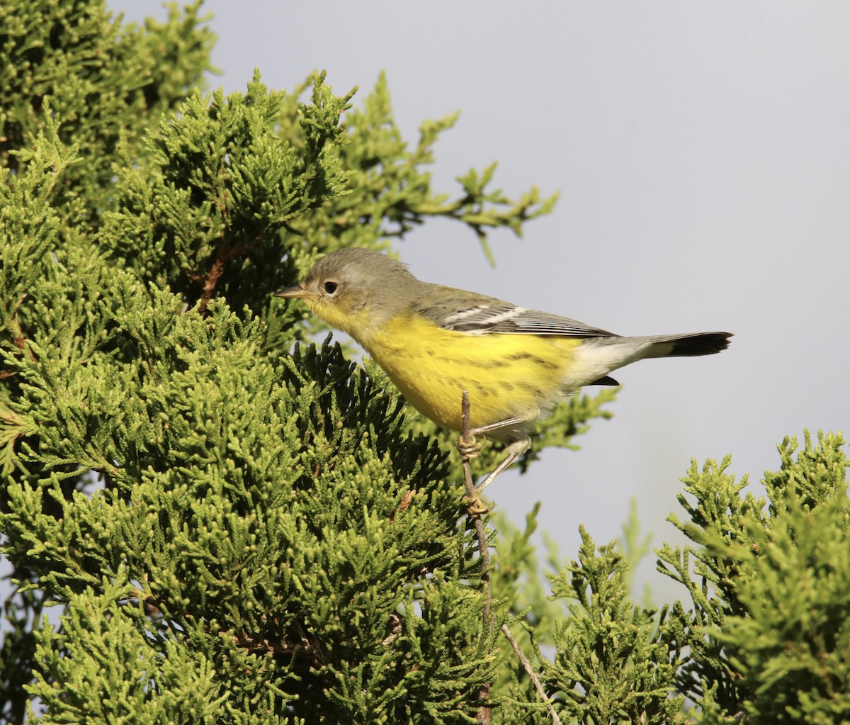 Magnolia Warbler - Kim  Garrison