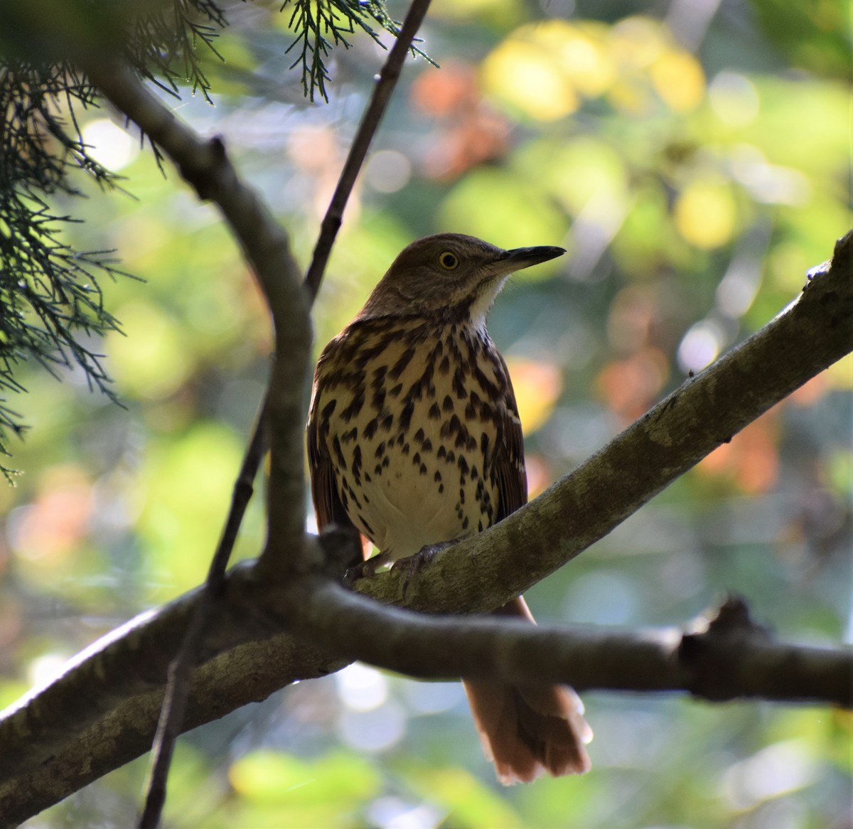 Brown Thrasher - ML373775091