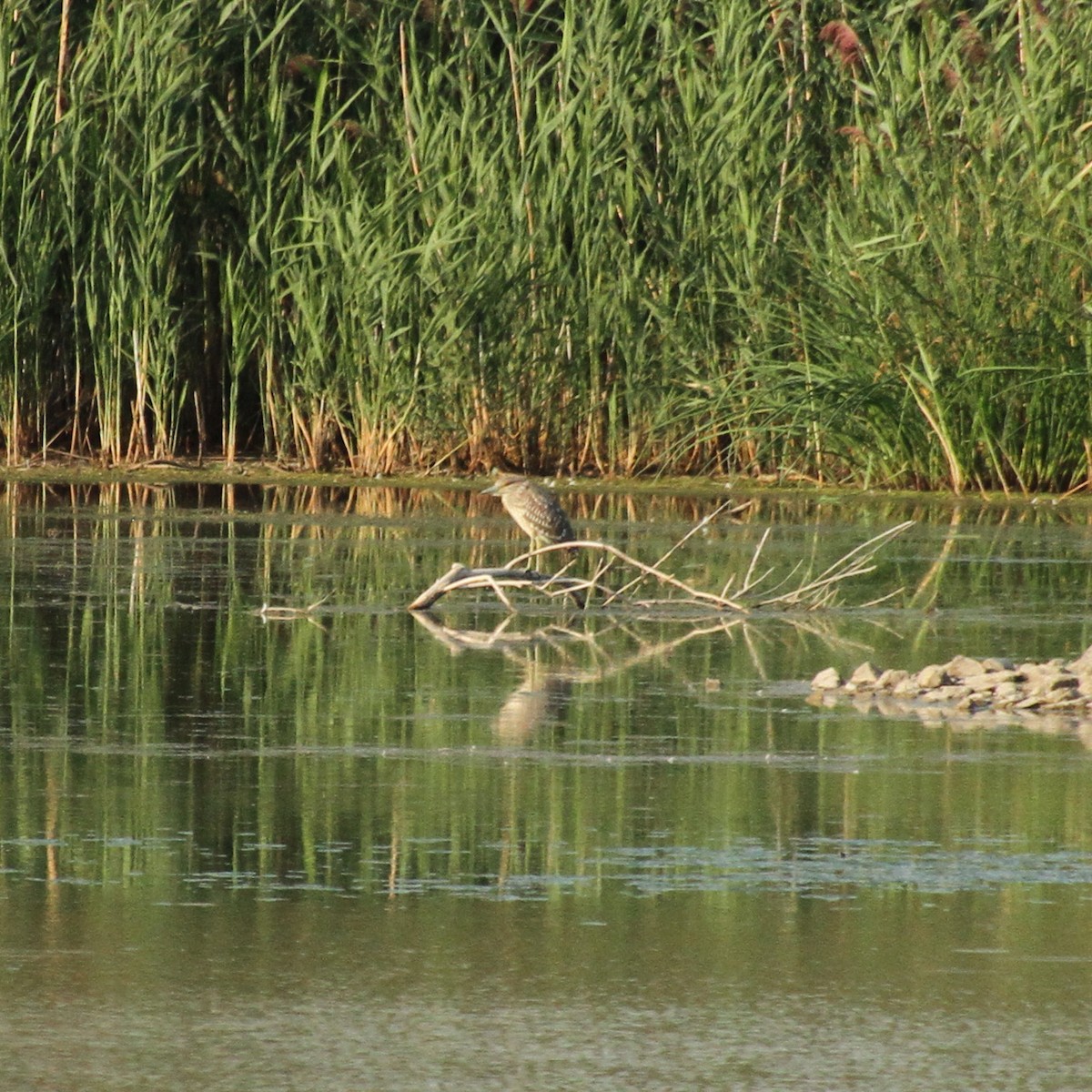 Black-crowned Night Heron - E. Hoffa