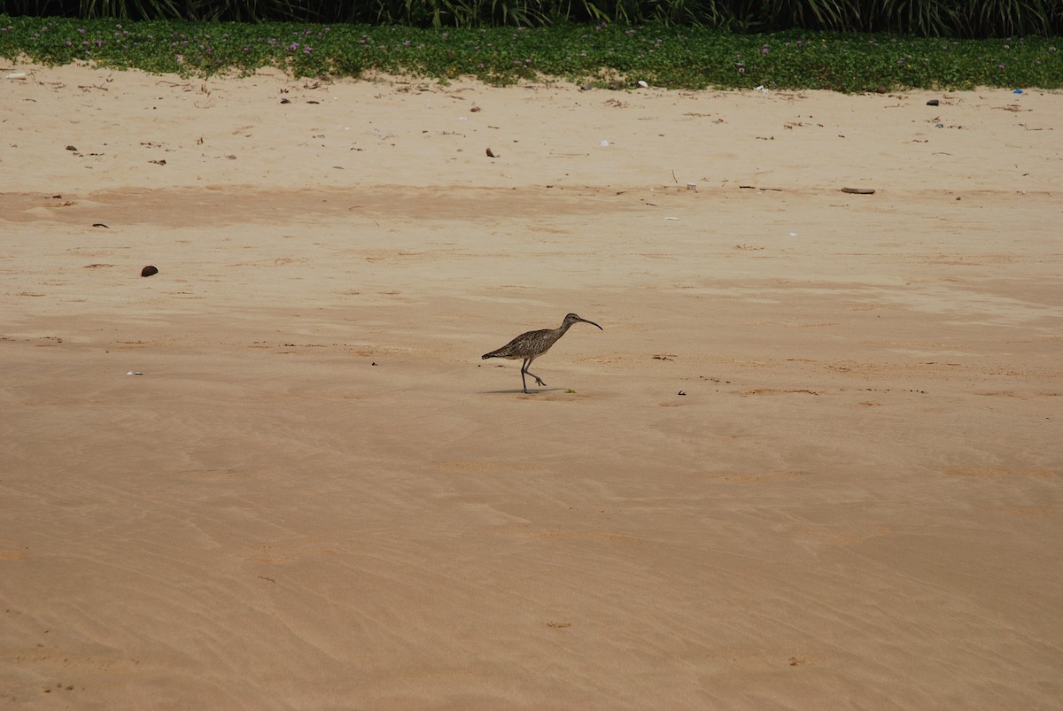 Eurasian Curlew - ML373776861