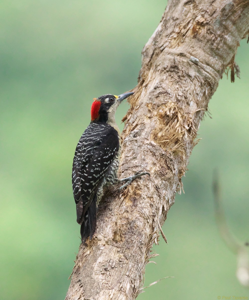Black-cheeked Woodpecker - ML37377921