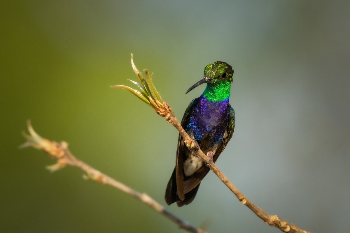 Fork-tailed Woodnymph - ML373781331