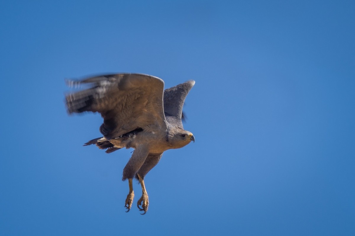 Chaco Eagle - ML373781401