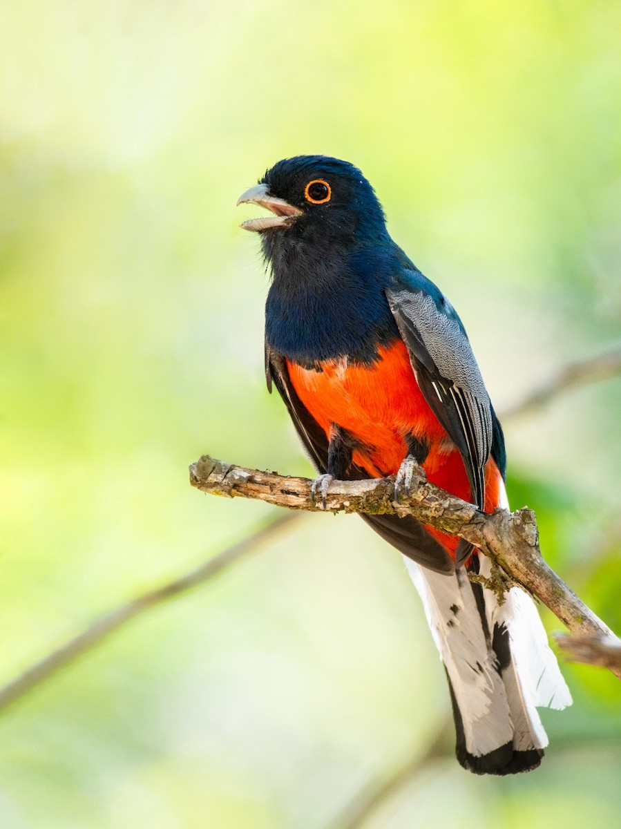 Surucua Trogon - ML373781501