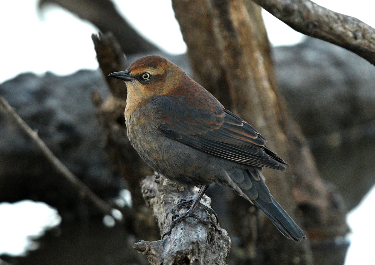 Rusty Blackbird - ML373783881