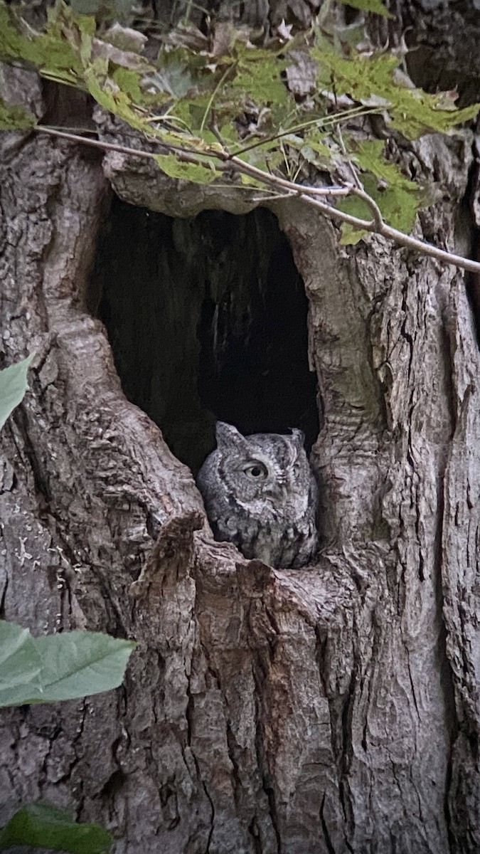 Eastern Screech-Owl - ML373784321