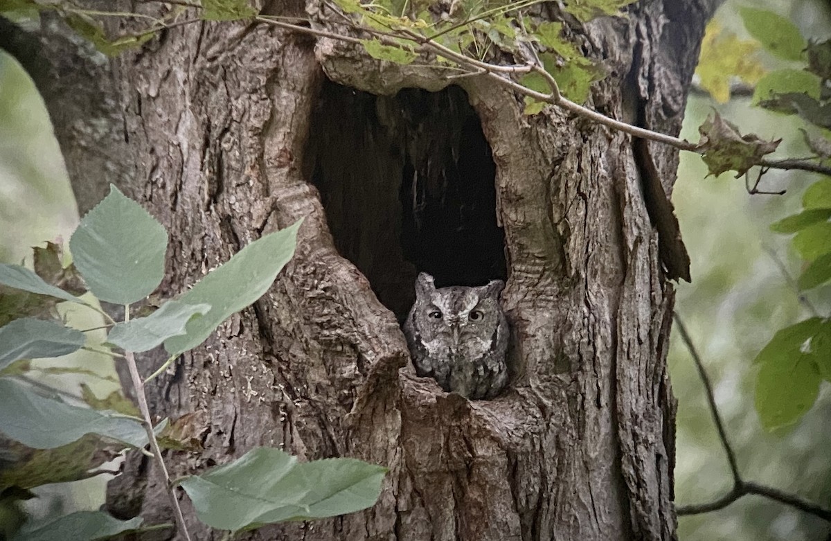 Eastern Screech-Owl - ML373784331