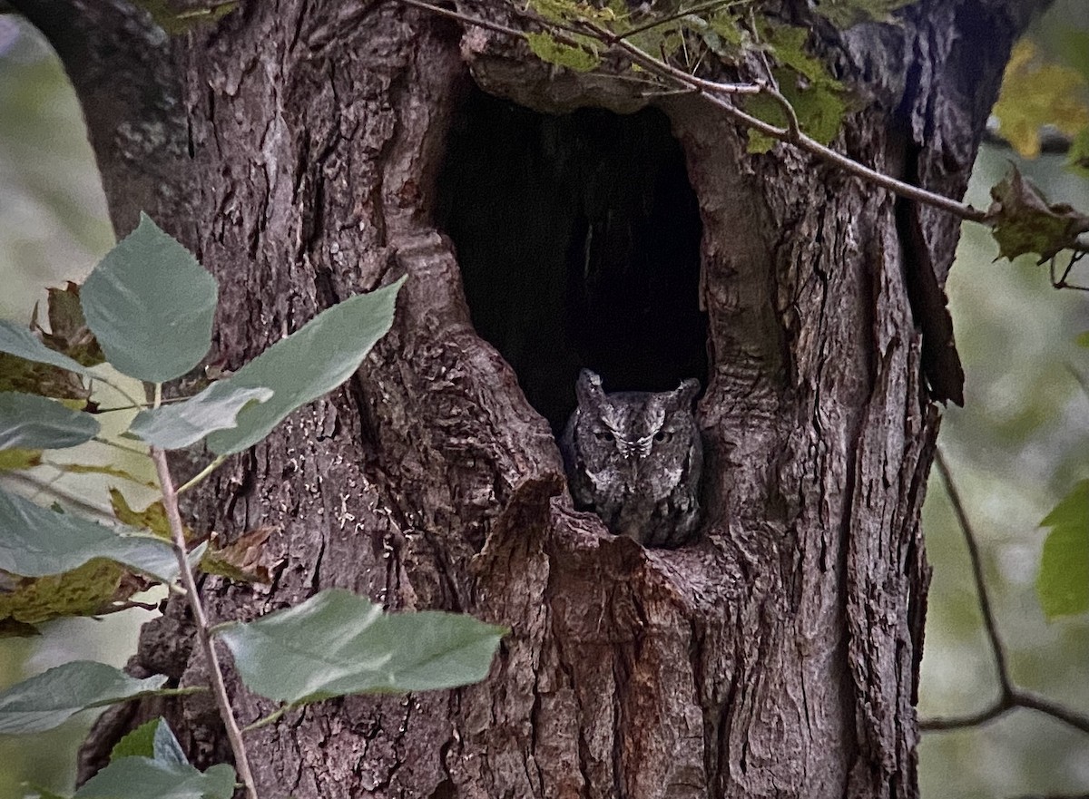 Eastern Screech-Owl - ML373784341