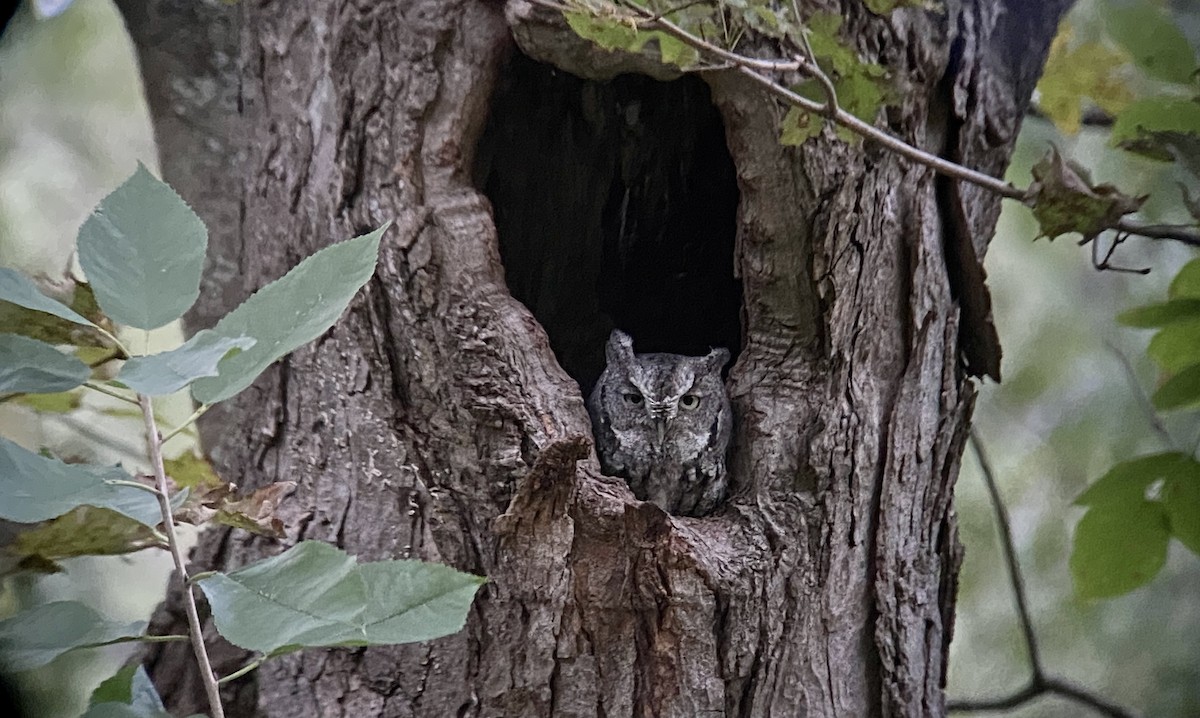 Eastern Screech-Owl - ML373784351