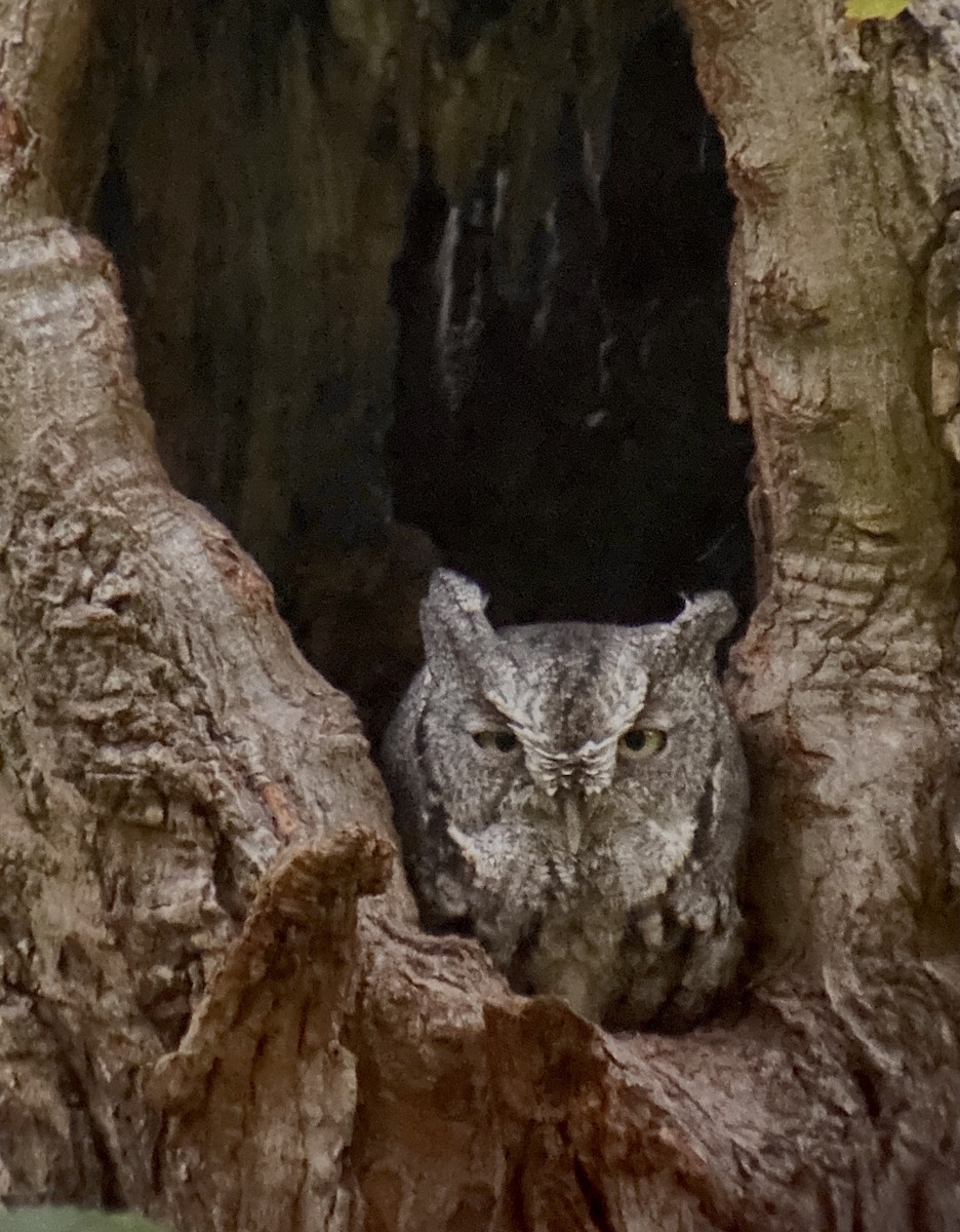 Eastern Screech-Owl - ML373784361