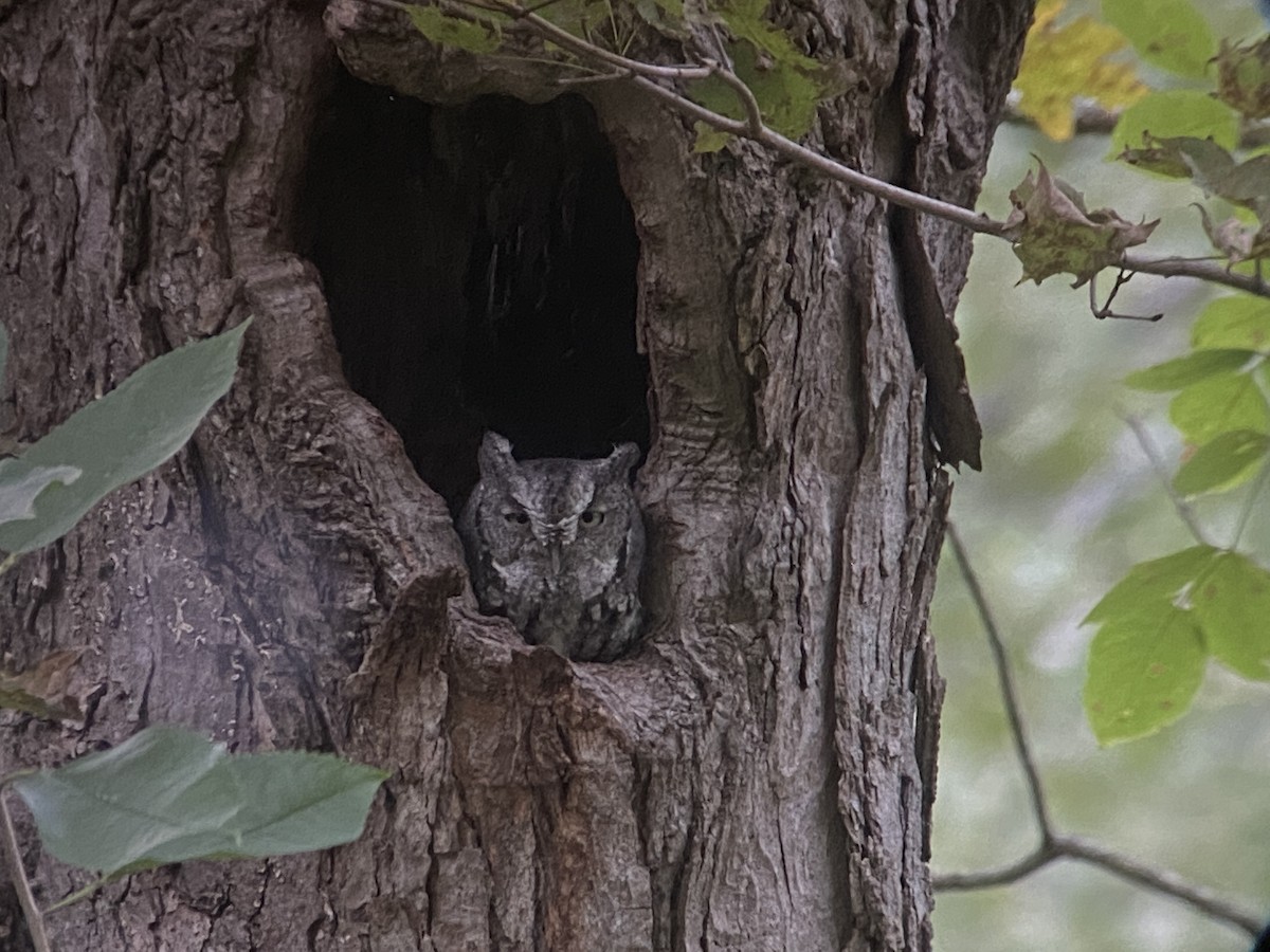 Eastern Screech-Owl - ML373784371