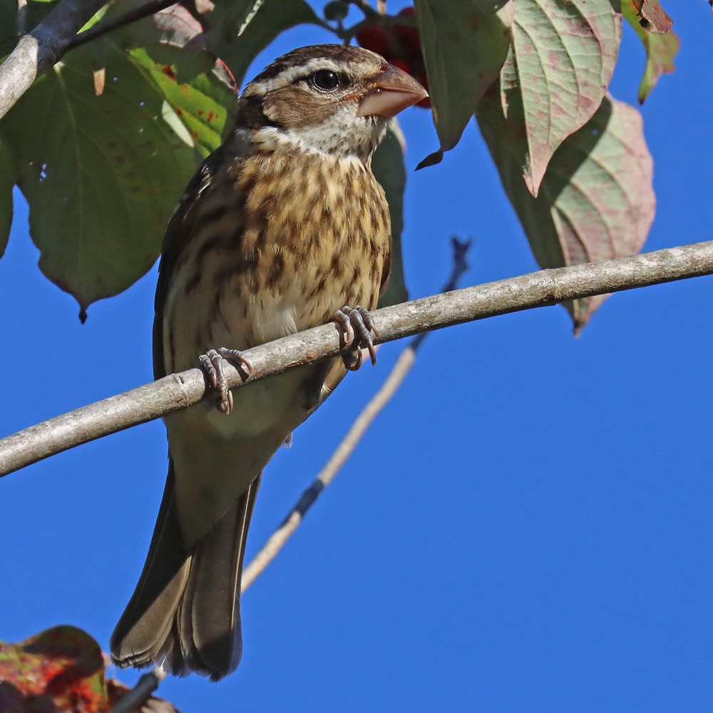 Rose-breasted Grosbeak - ML373785441