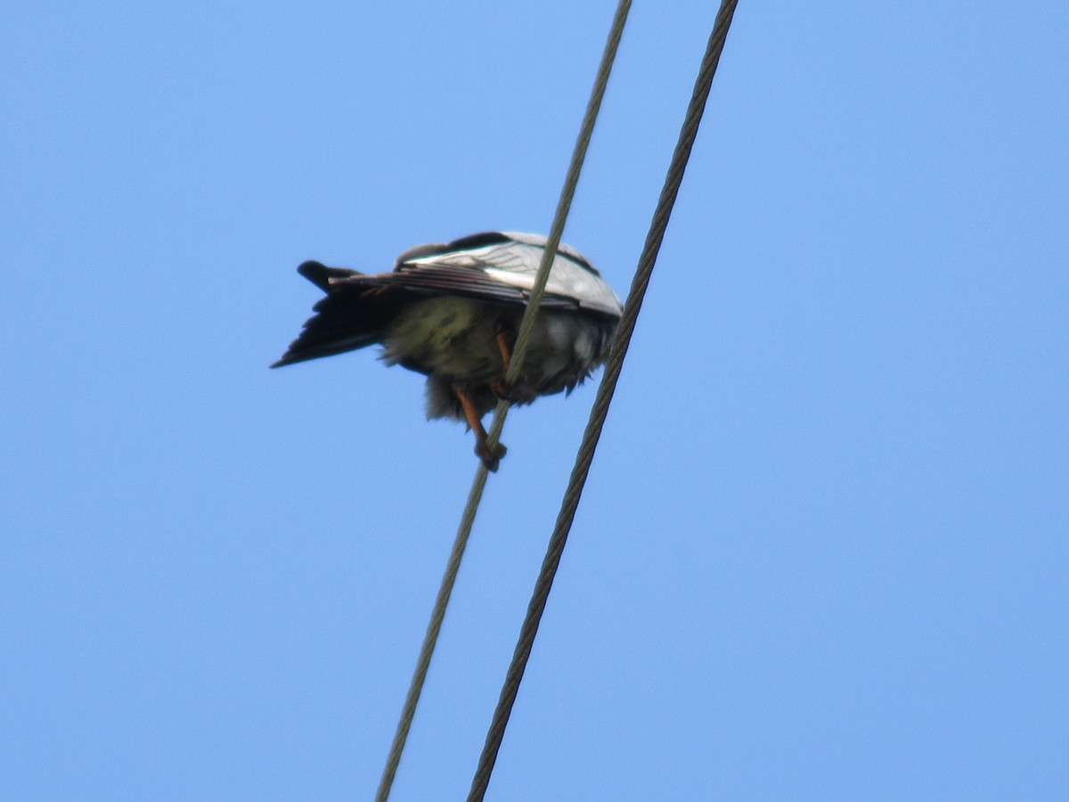 Mississippi Kite - ML373787031