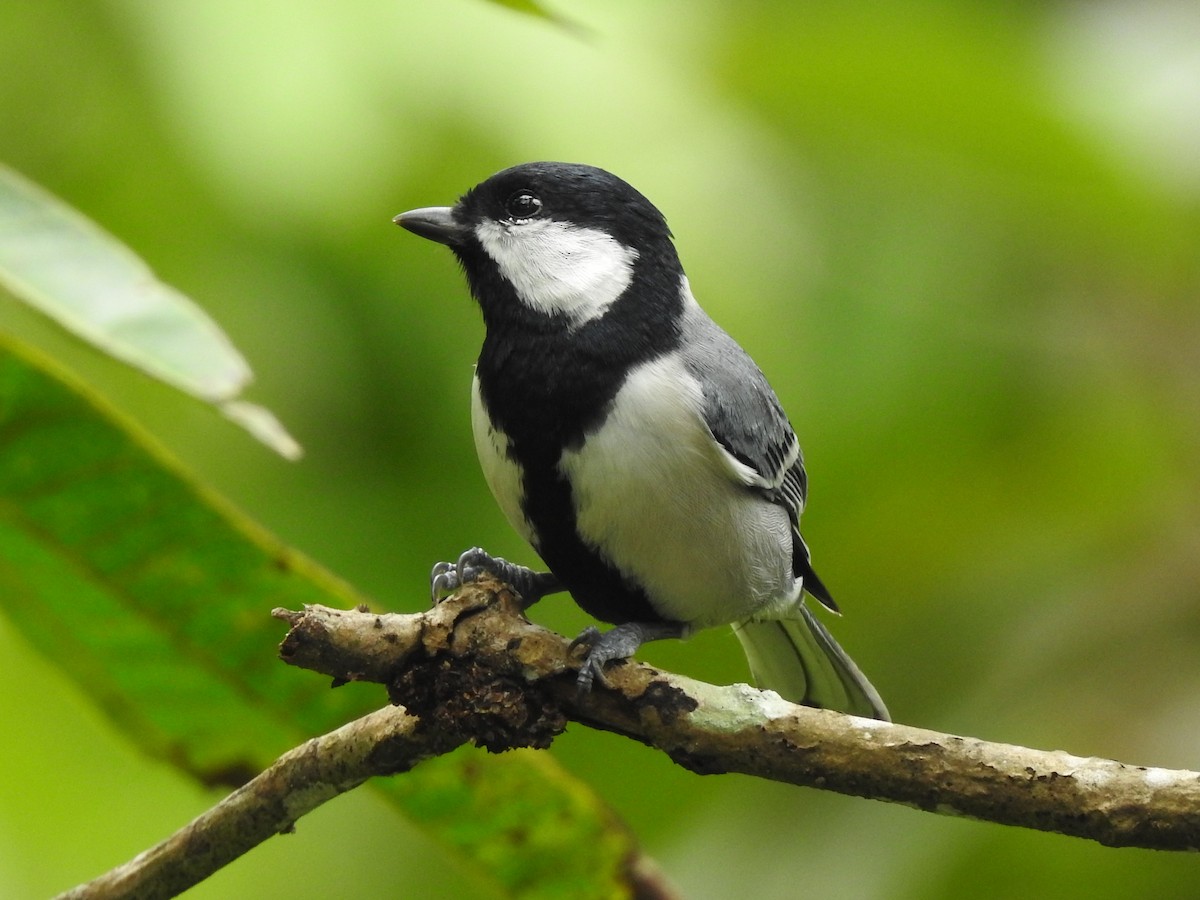 Asian Tit (Cinereous) - ML373787331