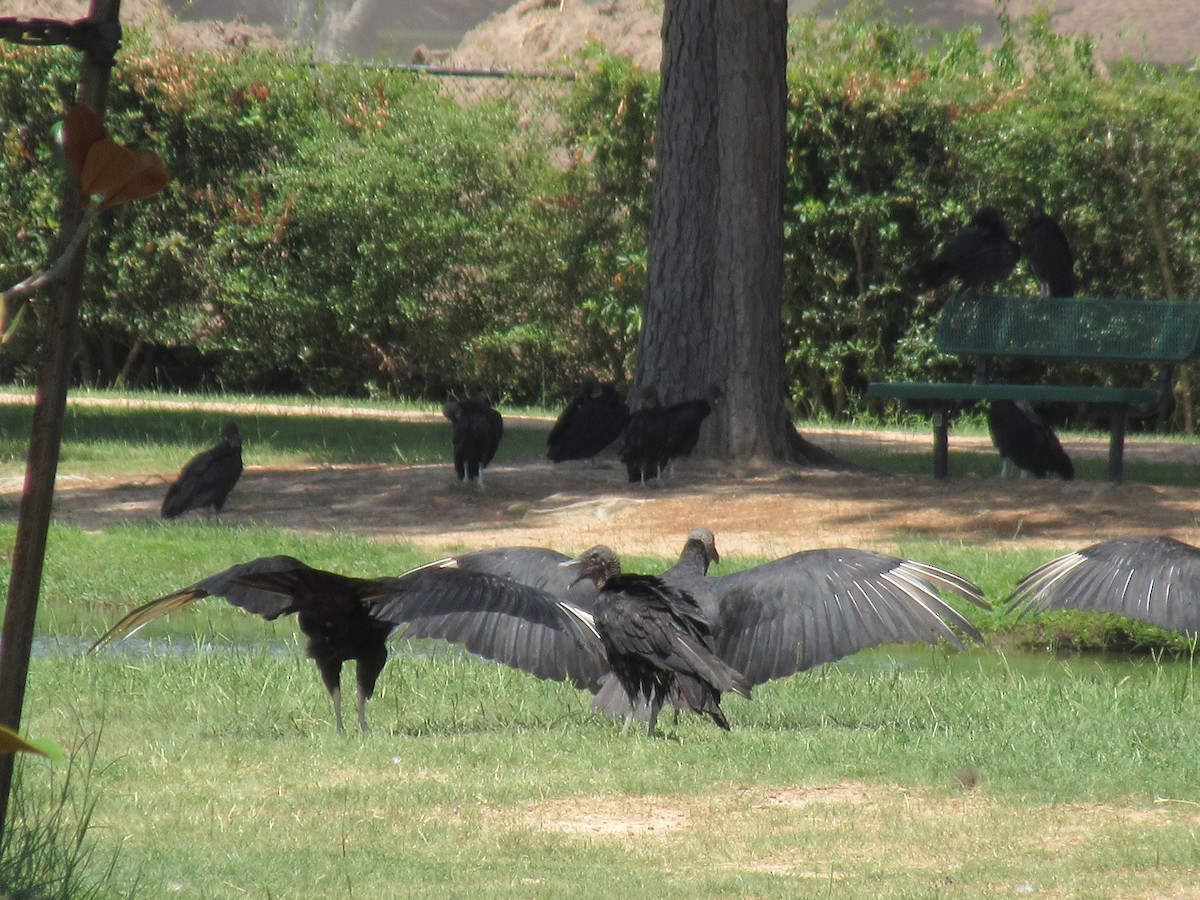 Black Vulture - ML373787361