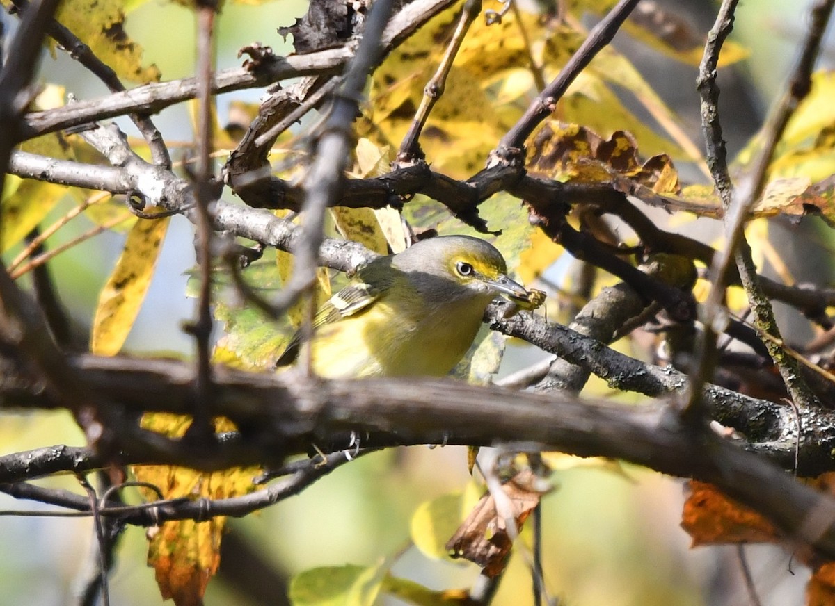 Ak Gözlü Vireo - ML373789251