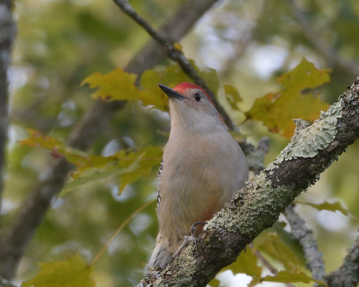 Red-bellied Woodpecker - ML373789441