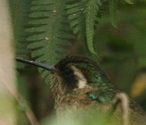 Speckled Hummingbird - Dave Czaplak