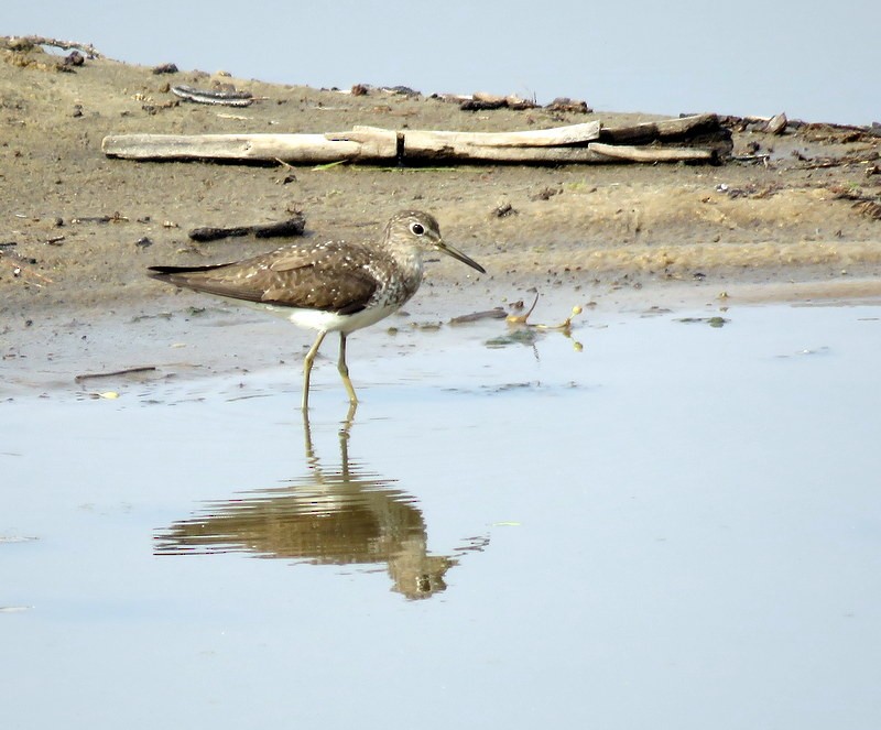 Solitary Sandpiper - ML373791231