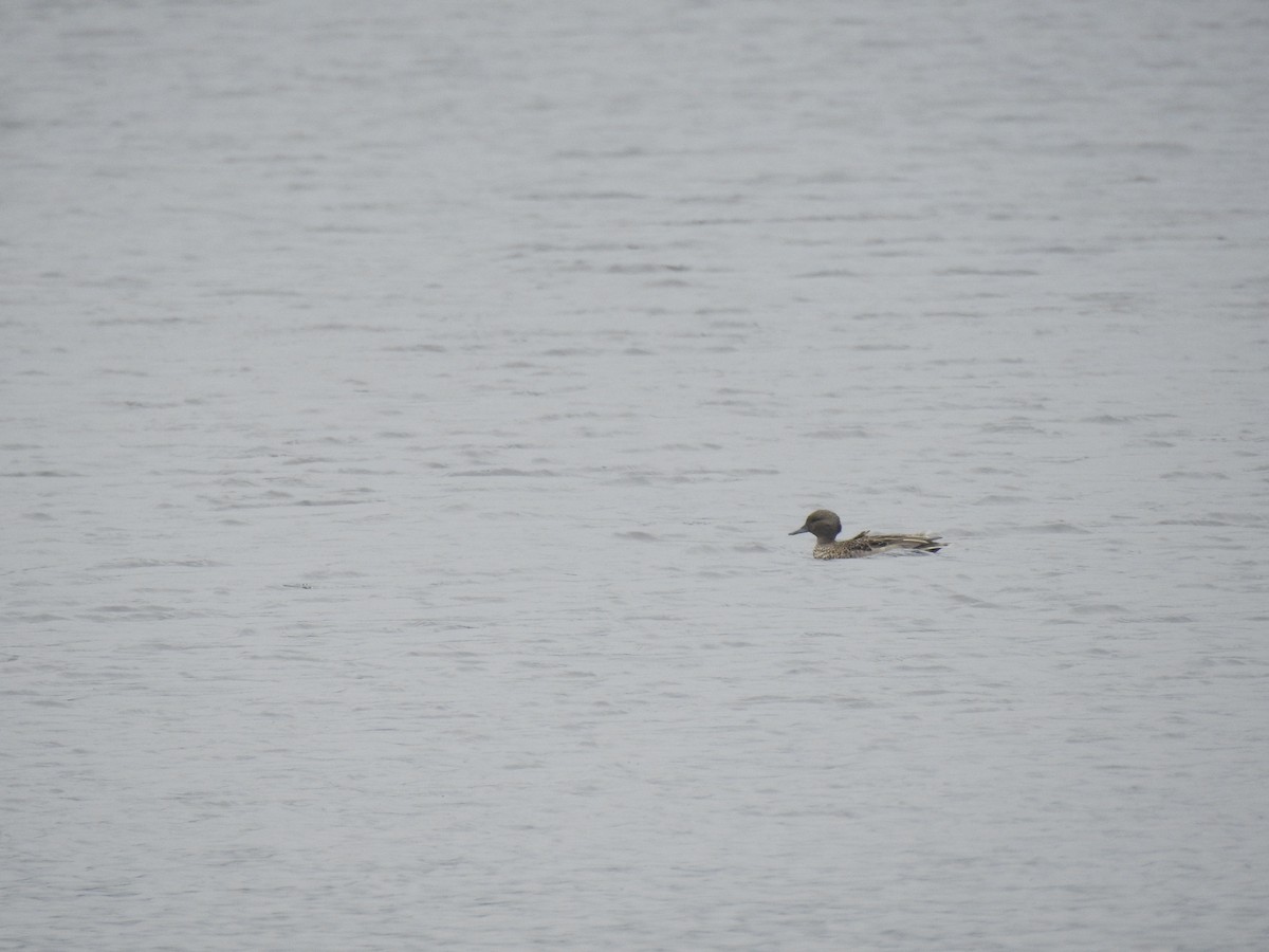 Andean Teal - ML373791901