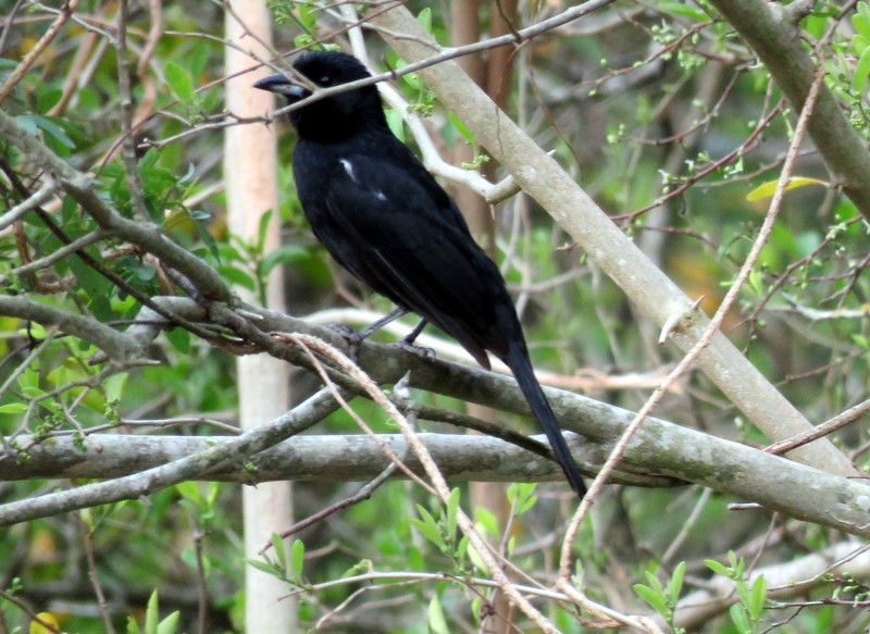 White-lined Tanager - ML373792011