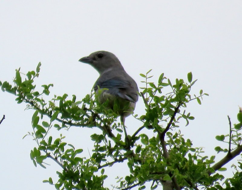 Sayaca Tanager - ML373792181