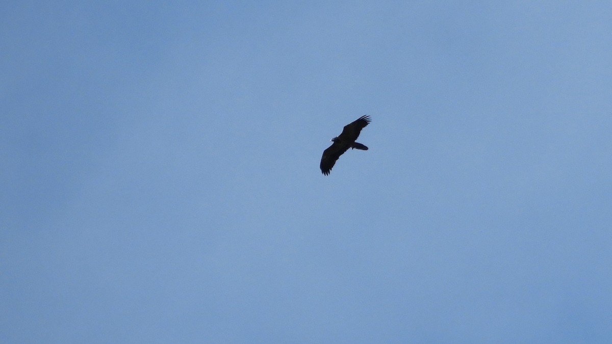 Bearded Vulture - ML373792231