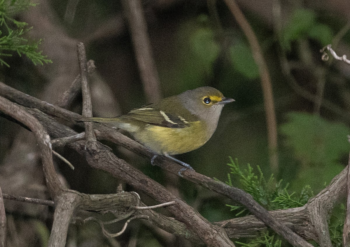 Viréo aux yeux blancs - ML373792831