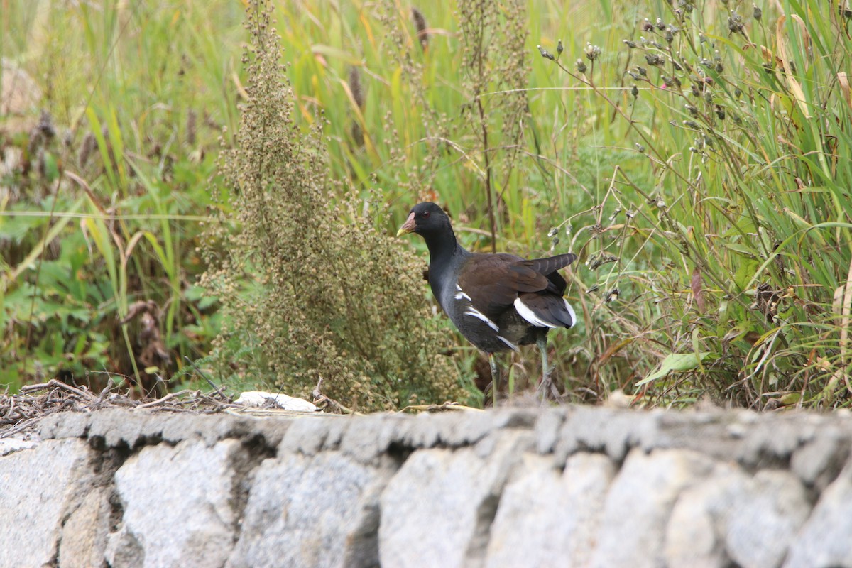 Eurasian Moorhen - Ninad Vilankar