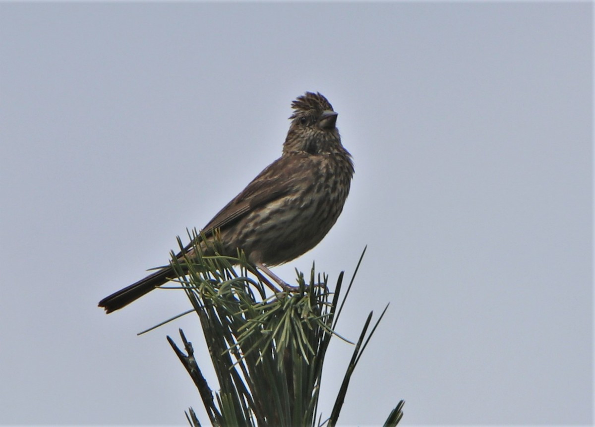 Himalayan Beautiful Rosefinch - Ninad Vilankar