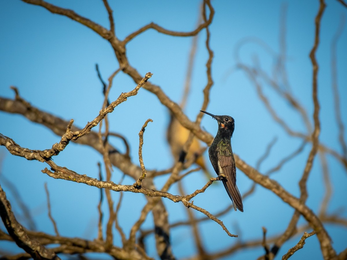 Black Jacobin - ML373795001