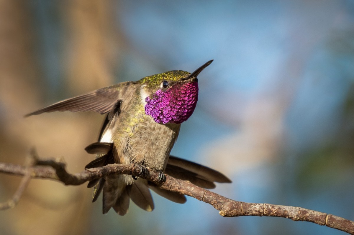 Amethyst Woodstar - ML373795041