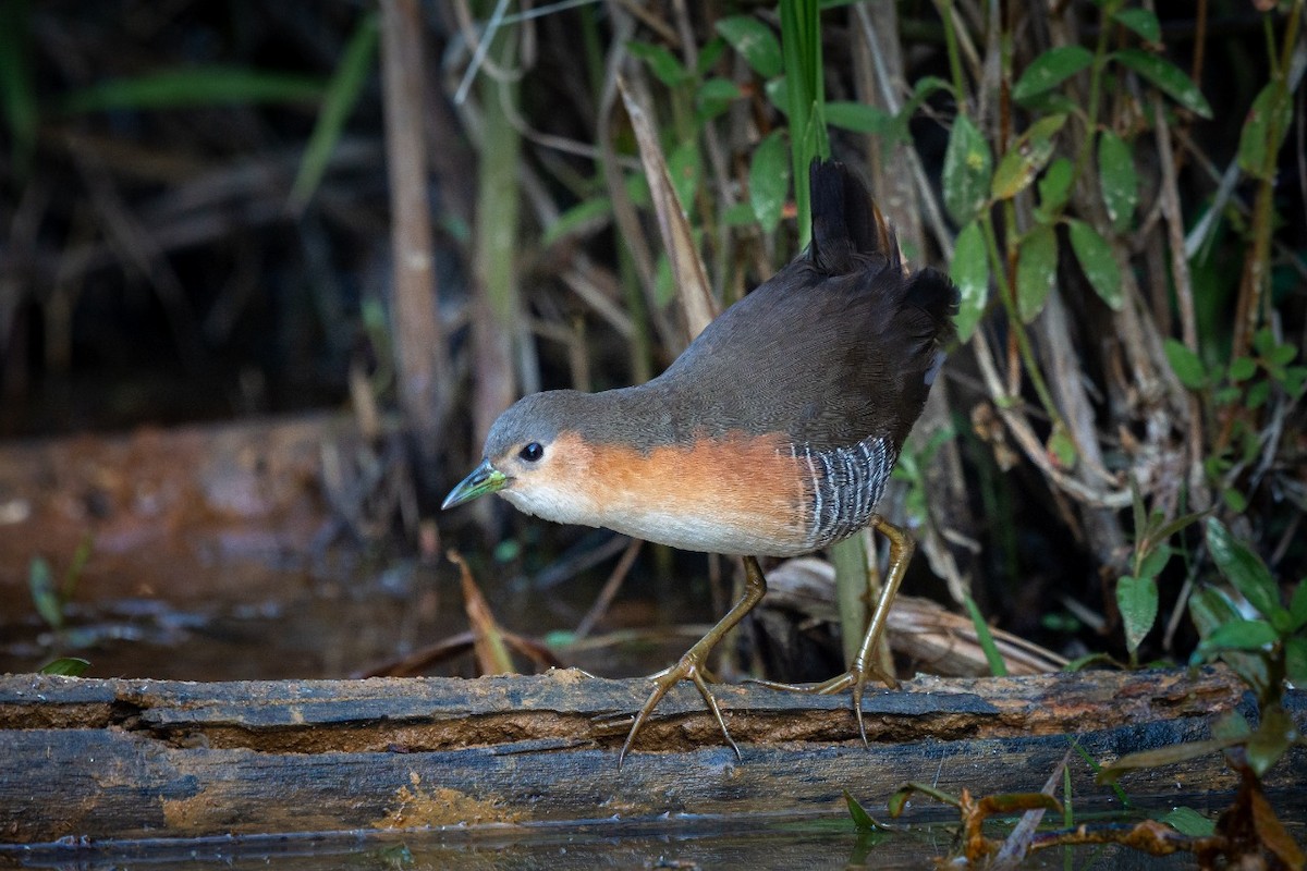 Rufous-sided Crake - ML373795131