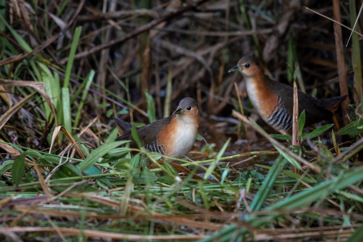 Rufous-sided Crake - ML373795171